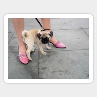 A cute puppy pug between a woman's legs in pink shoes Sticker